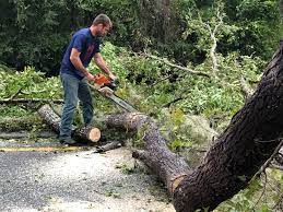 How Our Tree Care Process Works  in  Roanoke, VA